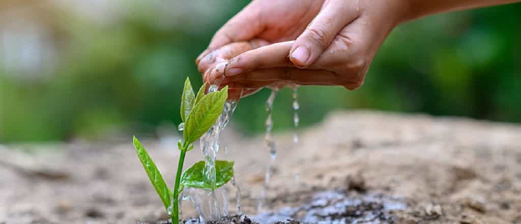 In the hands of trees growing seedlings